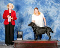 Labrador #6 Mon Best OH BOB Hensley Rhonda Judge Vicki Abbott
