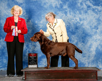 Labrador #7 Mon BOS Henslye Mr David M and Jr and Mrs Rhonda L Hensley Judge Vicki Abbott