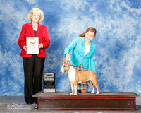 Miniature Bull Terrier #J500 Mon Best Jr Dreyer M and V Giamo Judge Vicki Abbott