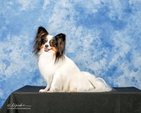 Papillon #6 Mon Custom Greathouse Martha