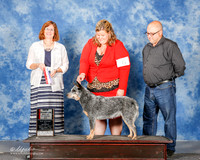 Australian Cattle Dog #6 Mon NC BOS Holmes Kenneth and Lorri Holmes Judge Danelle Brown