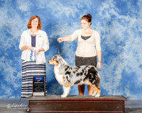 Australian Shepherd #6 Mon BOW Bucholz Candi Judge Danelle Brown