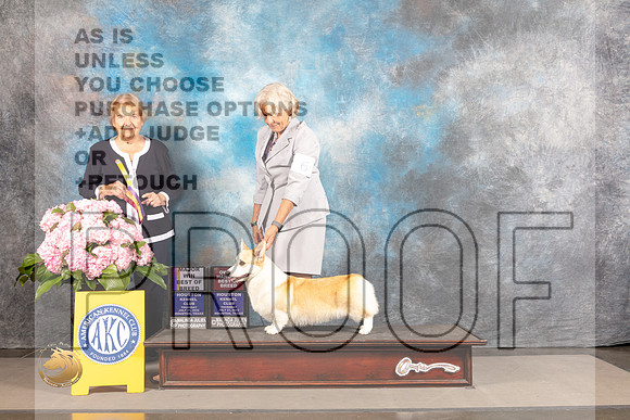 Pembroke Welsh Corgi #6 THUR BOB OHBOB Major Judge Polly Smith_MJ_4446_Houston_2022_HR3