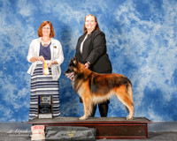 Belgian Tervuren #5 Mon Maj BOB Fambro Tammy and Tiffany Holley Belgian Malinoi #12 Sat Maj BOB Lacaze Judge Danelle Brown