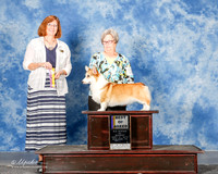 Pembroke Welsh Corgi #12 Mon BOB Skaggs Karen Judge Danelle Brown