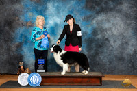 Border Collie #7 Sat G1 Judge Lisa Graser