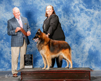 Belgian Tervuren #5 Mon G2 Fambro Tammy and Tiffany Holley Judge Seve Keating