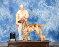 Afghan Hound #7 Mon BOW Hicks James and Lynda and Sue Virgo