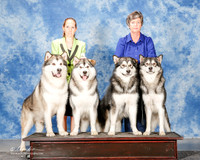 Alaksan Malamute #??? Mon Custom Stacey Moore