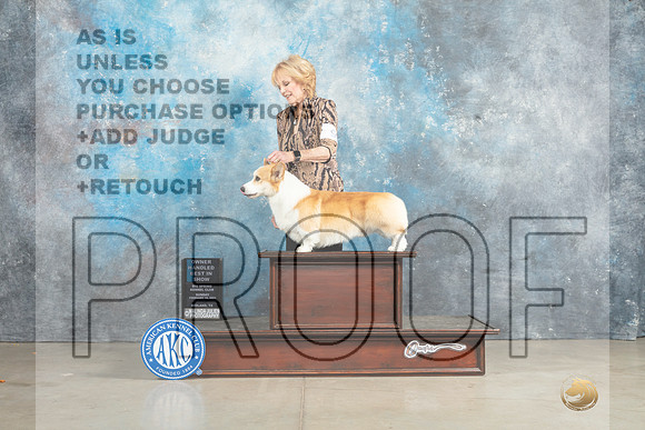 Pembroke Welsh Corgi #9 Sun OHBIS Judge Elizabeth Muthard-_MJ_2966_Midland2023-HR3