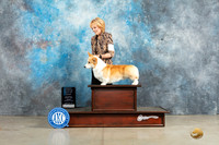 Pembroke Welsh Corgi #9 Sun OHBIS Judge Elizabeth Muthard
