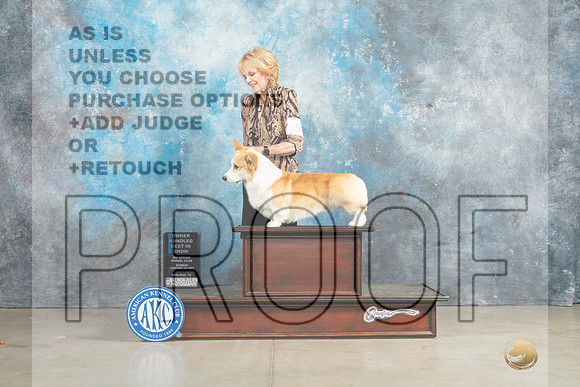 Pembroke Welsh Corgi #9 Sun OHBIS Judge Elizabeth Muthard-_MJ_2961_Midland2023-HR3