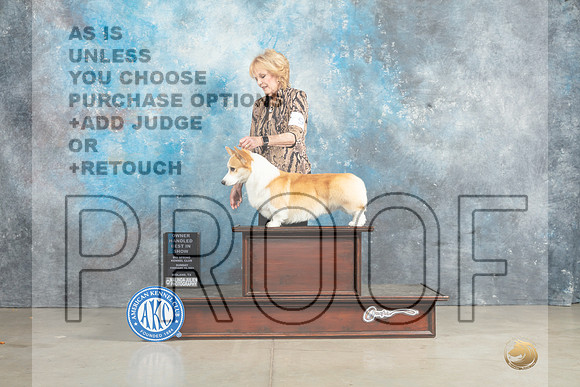 Pembroke Welsh Corgi #9 Sun OHBIS Judge Elizabeth Muthard-_MJ_2969_Midland2023-HR3