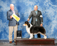Australian Shepherd Dog #15 Mon G3 Gray Lotterhos Barbara W and Jimmeye Moore Judge Steve Keating