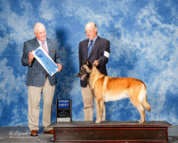 Belgian Malinoi #7 Mon G1 Barron Cynthia and John Judge Steve Keating