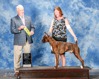 Boxer #5 Mon OH G3 Prince Sandy Roberts Elizabeth Esacove Jennifer Judge Seteve Keating