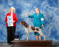 German Shorthaired Pointer #5 Mon G1 Swennson Carlene and M R Lara DVM Judge Vicki Abbott