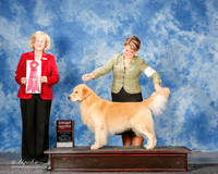 Golden Retriever #25 Mon G2 Sherry Pamela and Richard and Brianna Bischoff Judge Vicki Abbott