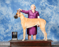 Great Dane #5 BOB Dot Brandt D and Nancy L Franklin