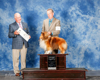 Shetland Sheepdog #5 Mon G4 Mccambridge Sandra Judge Steve Keating
