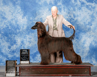 Afghan Hound #5 Mon NGC OH G1 Hicks James and Lynda and Donna and Vanessa Bates