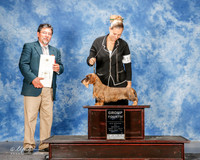 Dachsund Wirehaired #14 Mon G4 Williams Diana Rockwell and Kellie Judge Elizardo Valadez