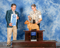 Norwich Terrier #5 Mon G1 Lentz Nancy and Dwain Judge Elizardo Valadez