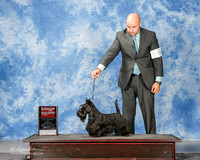 Scottish Terrier #8 Mon G2 Edell Kellie Agent Jesus Moreno