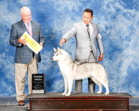 Siberian Husky #10 Mon G3 Elvin Izaguirre Carlos Canto Judge Steve Keating