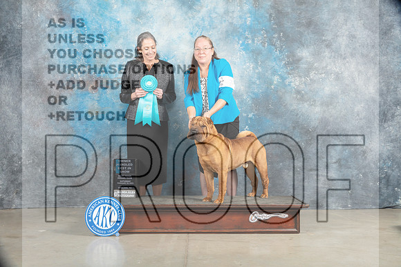 Chinese Shar Pei #7 Sat OHBIS Judge judy Wade_MJ_2207_Midland2023_HR3