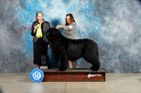 Newfoundland #5 Sat OHRBIS Judge Judy Wade