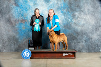 Chinese Shar Pei #7 Sat OHBIS Judge judy Wade