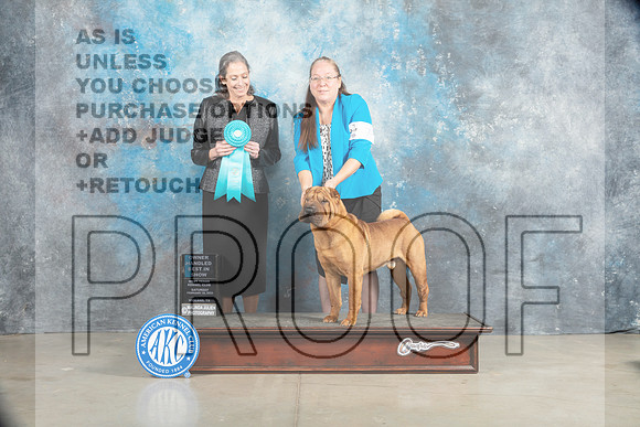Chinese Shar Pei #7 Sat OHBIS Judge judy Wade_MJ_2206_Midland2023_HR3