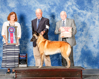 Belgian Malinoi #7 Mon G1 RBIS Barron Cynthia and John Judge Danelle Brown
