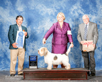 Petit Basset Griffon Vendeens #5 Mon G1 Claude Rebecca and David Claude Agent Brooke Young Belgian Judge Elizardo Valadez