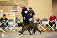 15-18 Dog Sweepstakes Fri Ring