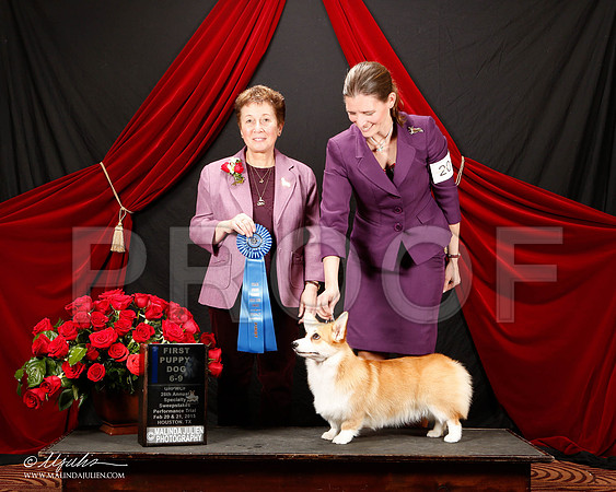 _ST_3454-2-HstnCorgiFeb2015-HR3