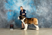 St Bernard #7 Sun G2 Judge John Lucas