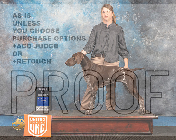 German Shorthaired Pointer #149 Sat1 BOB Judge Tracey Kallas_MMJ_6719_Addison2022_HR3