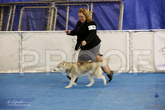 _M3_0707-AddisonHuskyMar2015-HR3