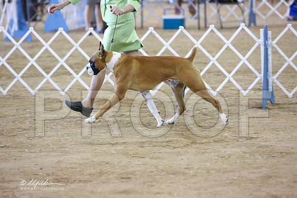 boxer-5276-LR