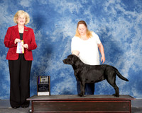 Labrador #6 Mon BOB Hensley Rhonda Judge Vicki Abbott RESHOOT