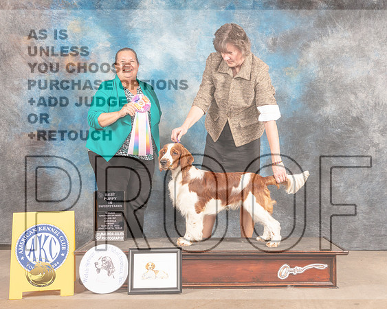 Welsh Springer Spaniel #53 Fri BIPSweeps Judge Sandy Lear-MMJ_7741-FW2022-HR3