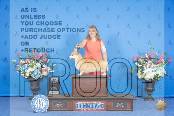 Pembroke Welsh Corgi #22 SUN WB BOW M Judge James Moses__JP_0167_Houston_2024_HR3