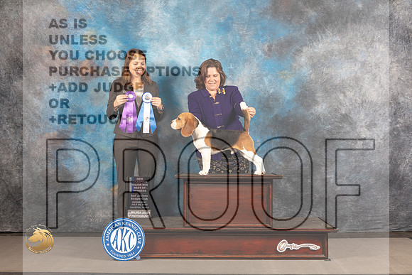Beagle 13 #7 WED BOW NCH Major Judge Mary Lee_MJ_2392_Houston_2022_HR3