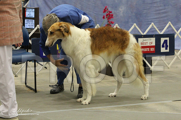 Borzoi-9658LR