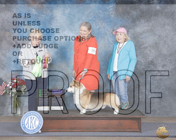 Pembroke Welsh Corgi #21 Sun OHG2 Judge Judith Brown_WP_6880e_ Marshall 2026