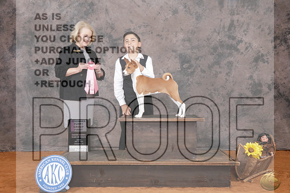Basenji #81 Fri Bgnr Puppy Hound Gr 1 Judge Jodi Koon_P2_8812e_ Marshall 2026
