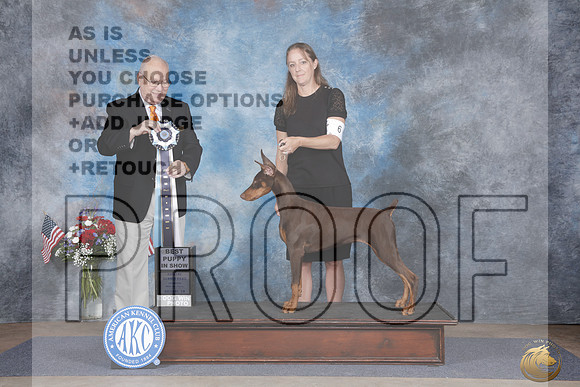 Doberman #6 Sat BPup BOB G1 BIS Judge Sidney Marx_WP_6330e_ Marshall 2026