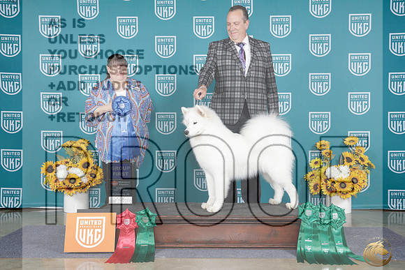 Samoyed #245 Sun G1 Judge Stacy Faw_WP_4173_ UKC Midwest Classic 2026